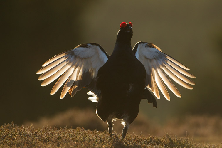 Black grouse Tetrao tetrix, male displaying at lek in early morning light, Scotland, April